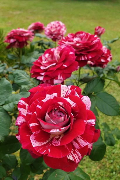 Троянда чайно-гібридна ’Хуліо Іглесіас’|Hybrid tea rose ’Julio Iglesias’|Роза чайно-гибридная ’Хулио Иглесиас’ 